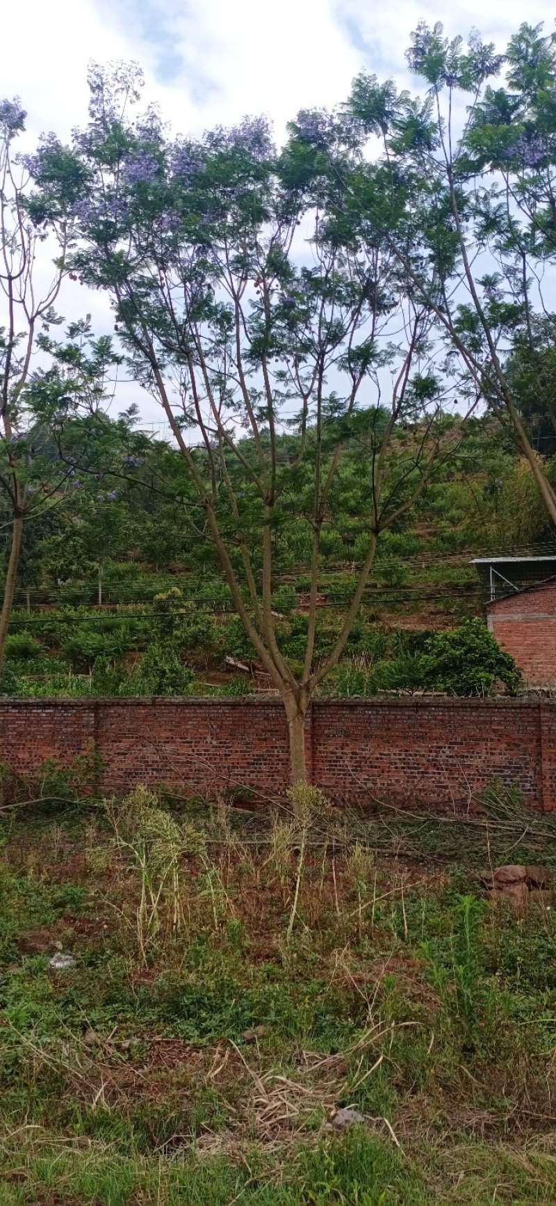 蓝花楹，四川宜宾蓝花楹出售基地可视频看货