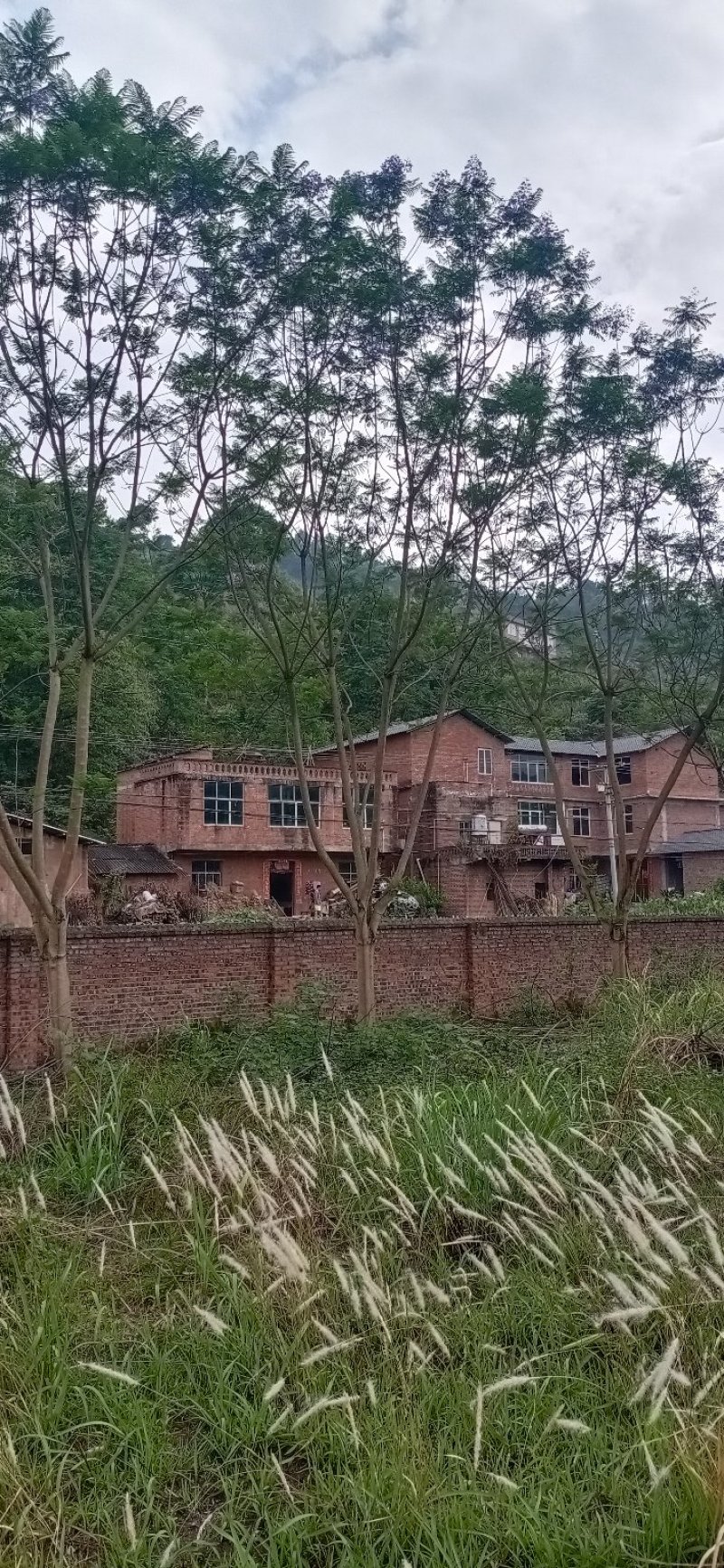 蓝花楹，四川宜宾蓝花楹出售基地可视频看货