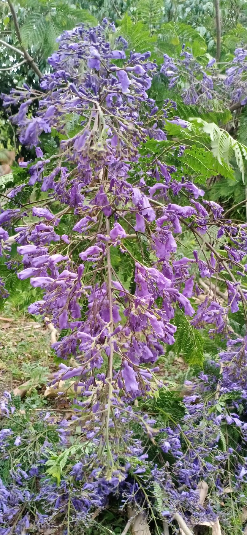 蓝花楹，四川宜宾蓝花楹出售基地可视频看货