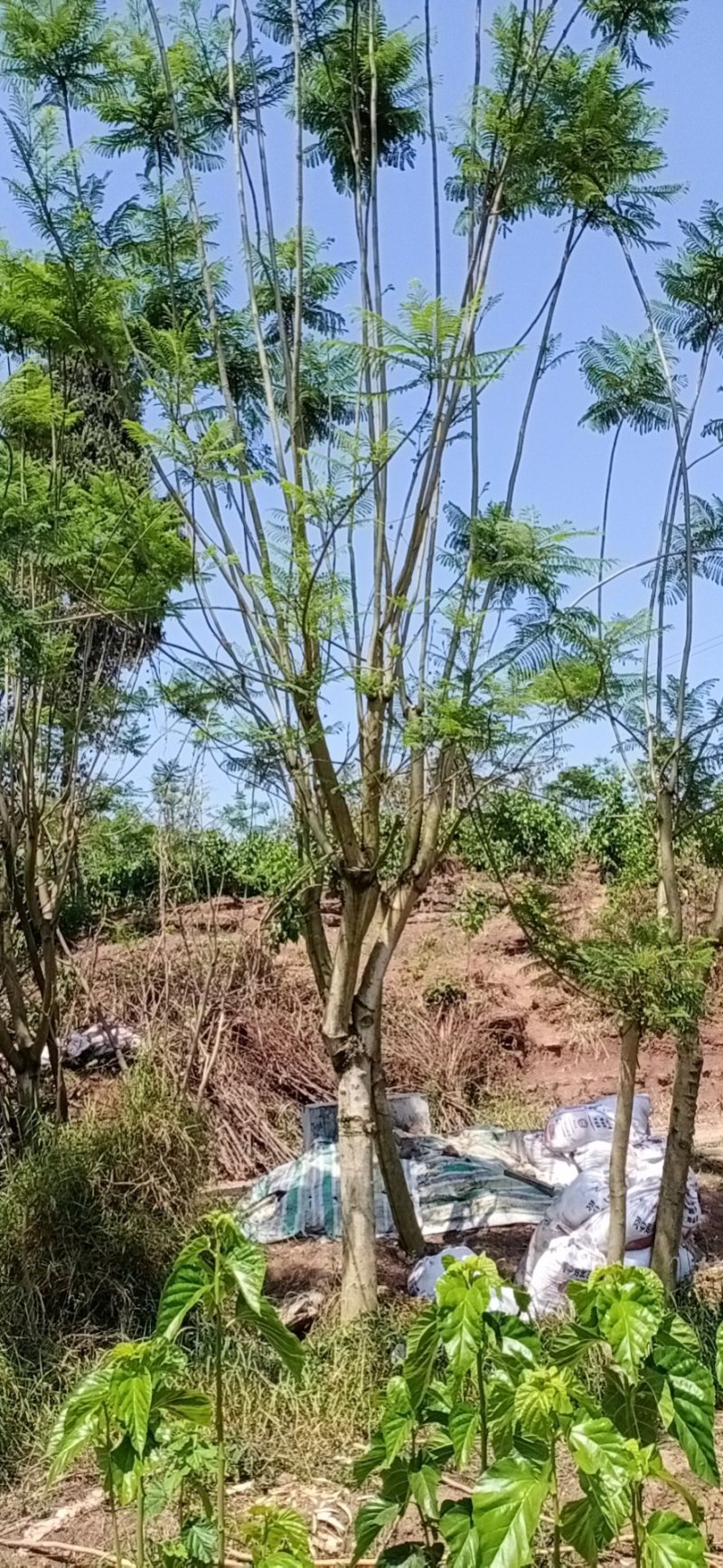 蓝花楹，四川宜宾蓝花楹出售基地可视频看货