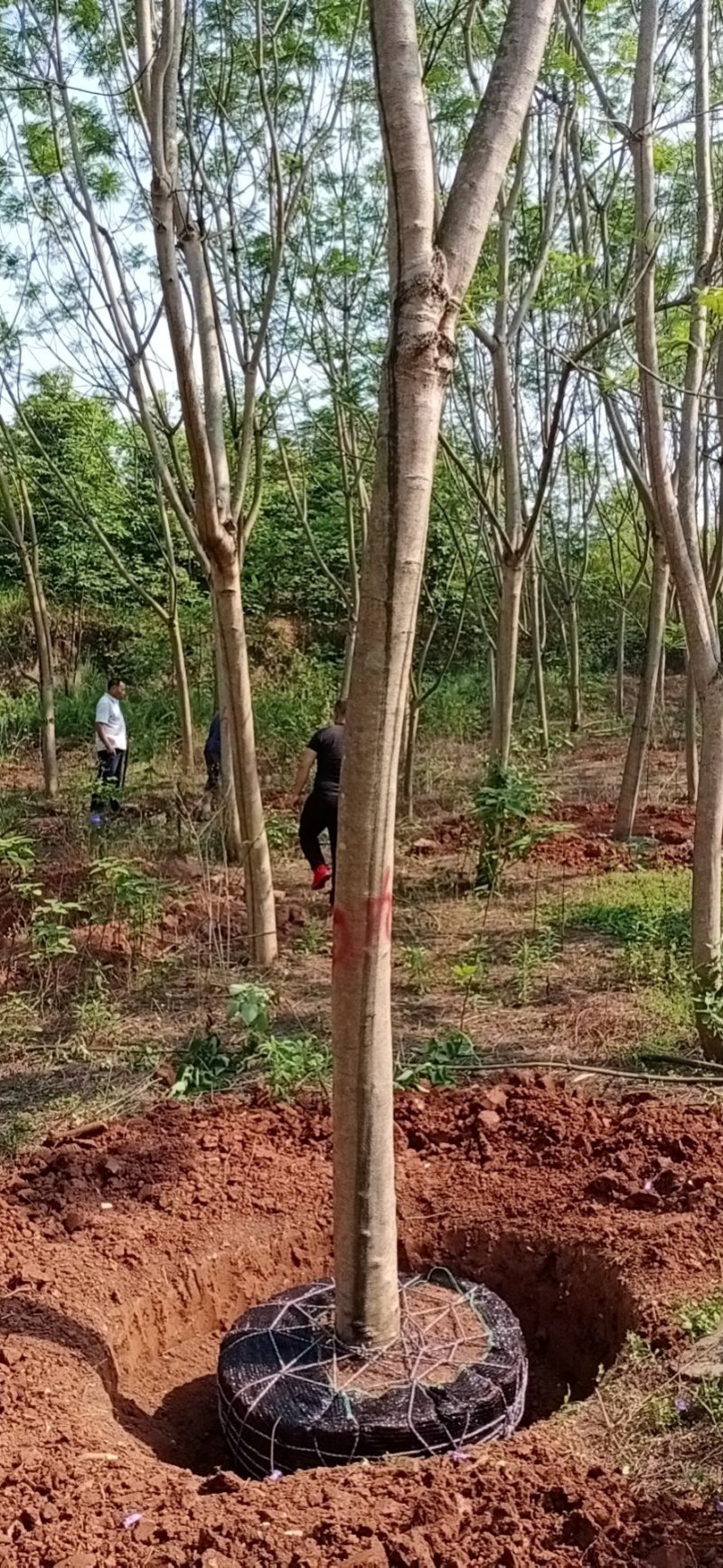 蓝花楹，四川宜宾蓝花楹出售基地可视频看货