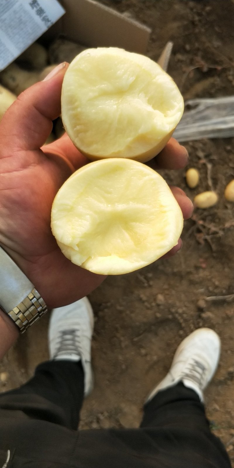 土豆（荷兰十五）开封通许万亩基地直供高质量高标准