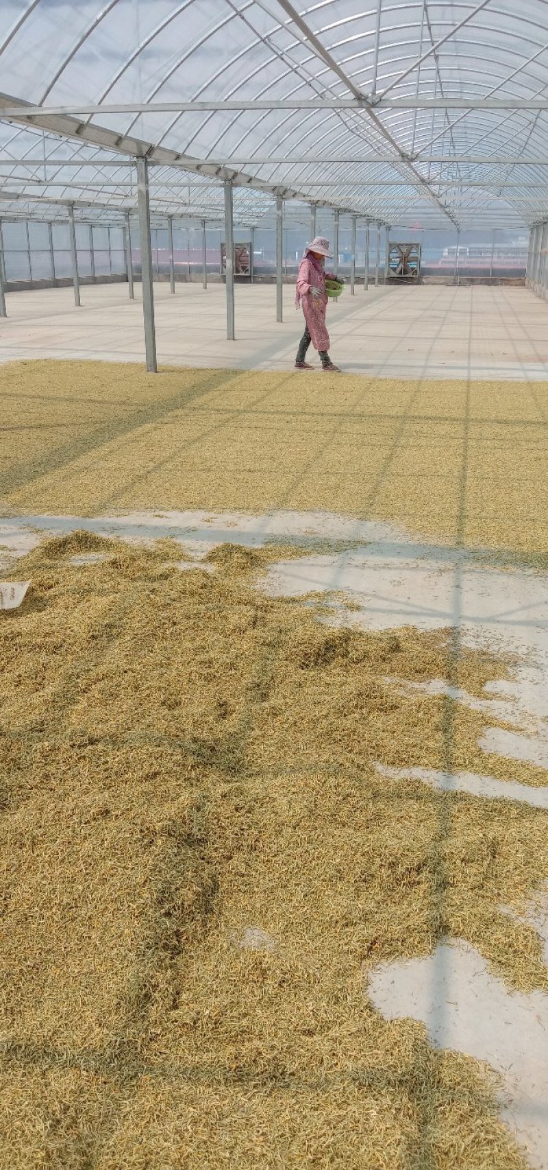 金银花，四级花，北花一号，