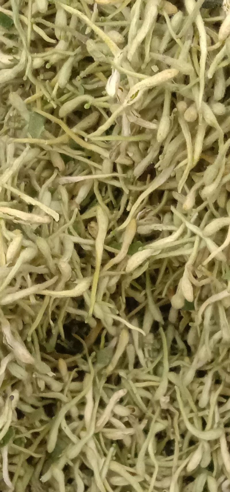 金银花，四级花，北花一号，