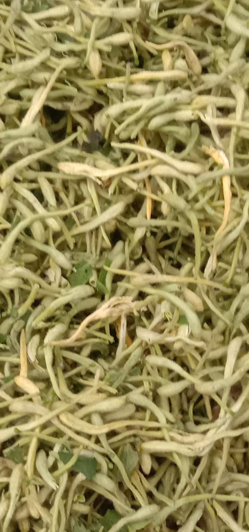 金银花，四级花，北花一号，