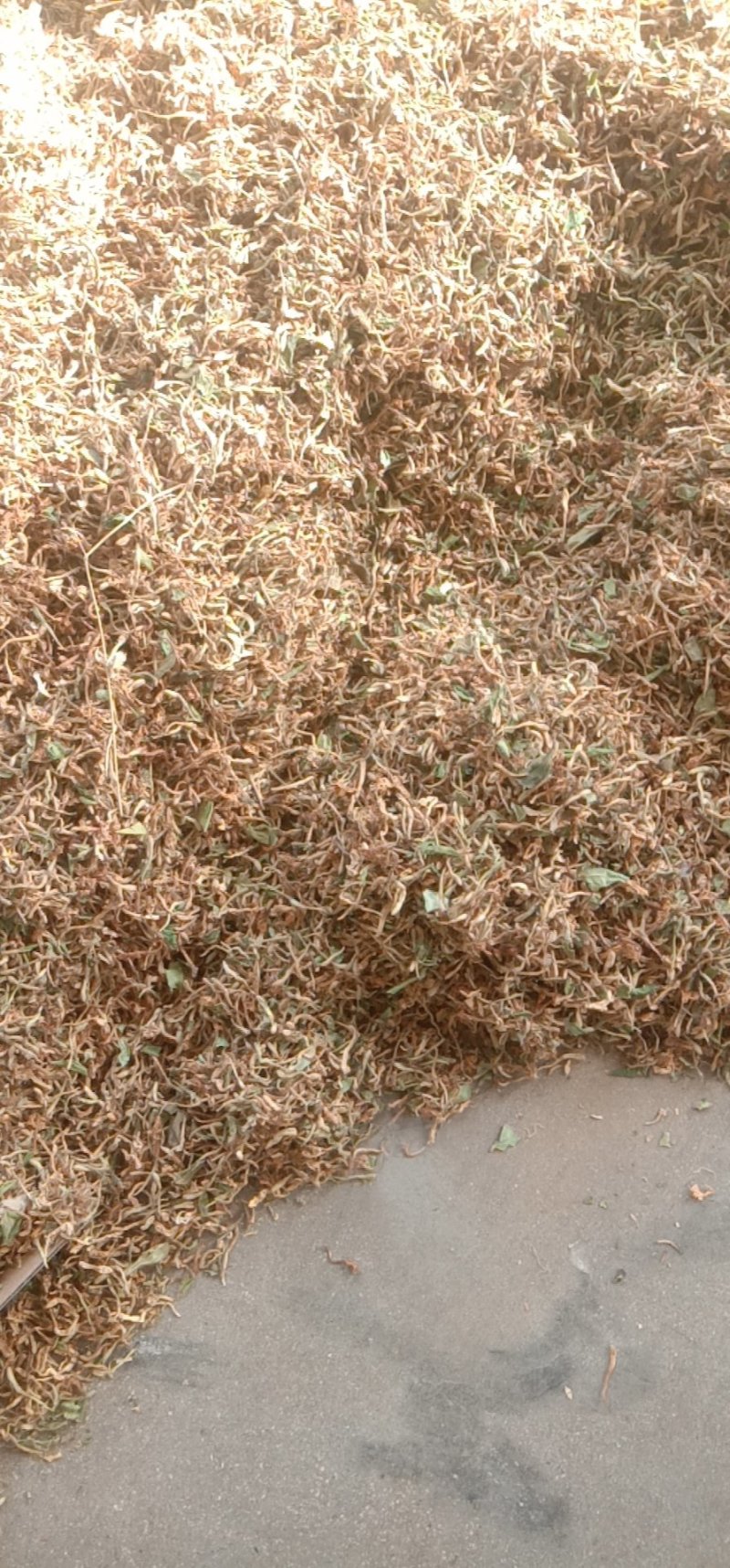 金银花，四级花，北花一号，
