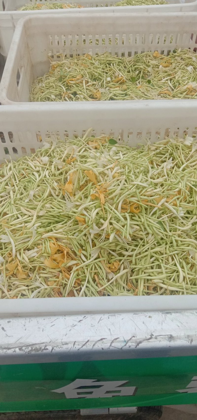 金银花，四级花，北花一号，