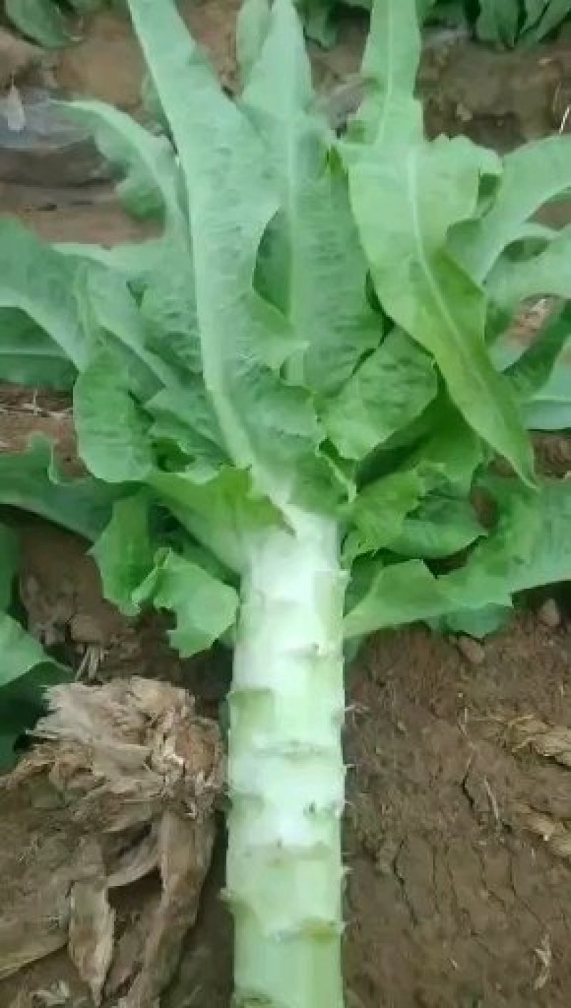 将菜厂专用莴笋干