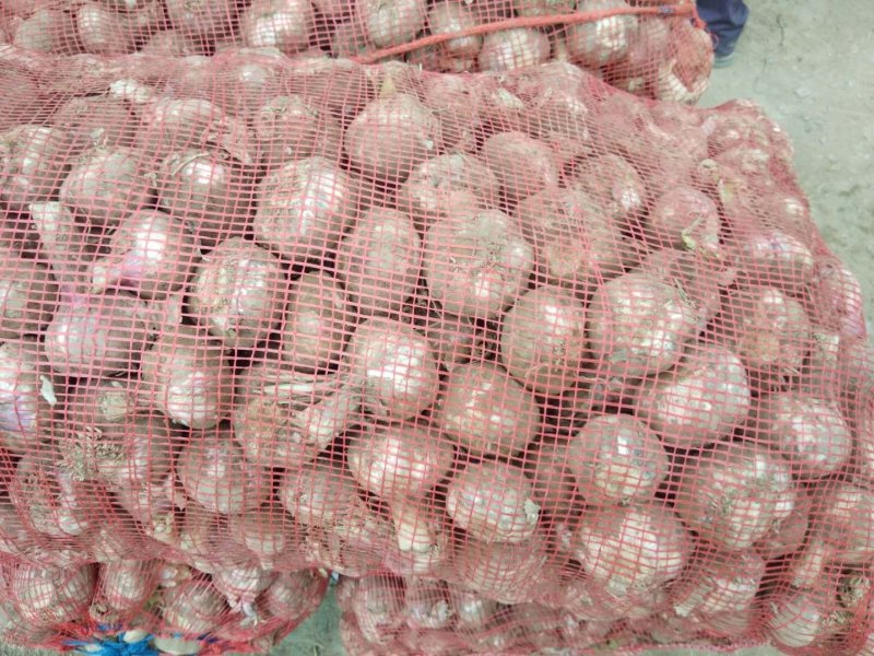 大蒜徐州丰县太空蒜大量上市产地直发一手货源