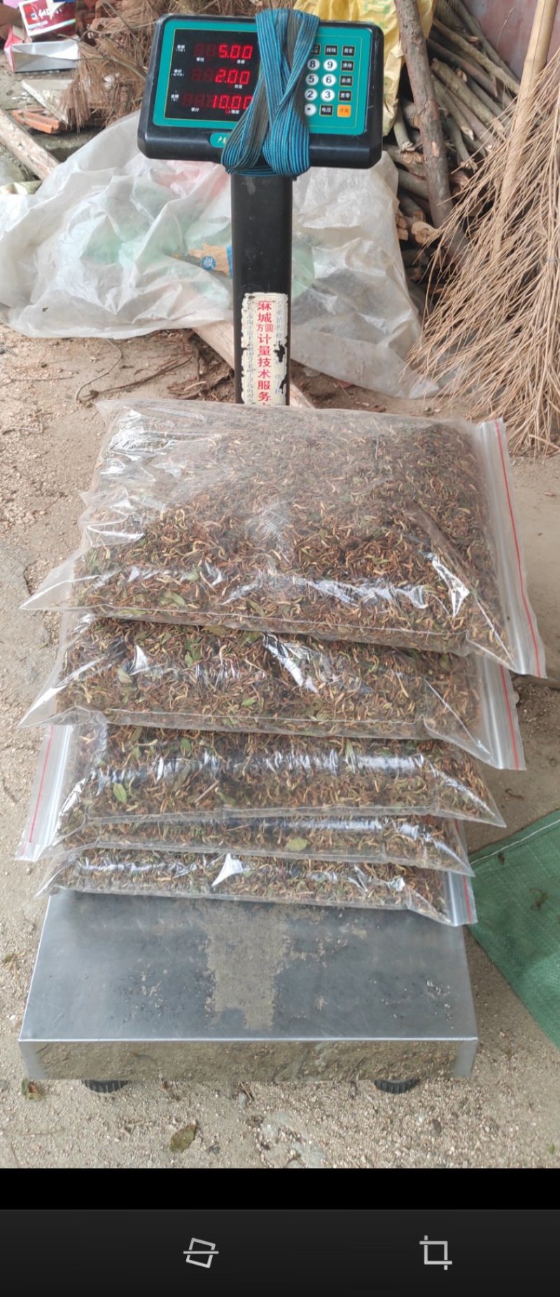 野生金银花,夏天凉茶必选