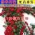 5颗蔷薇花苗爬藤植物攀援花卉当年开花蔷薇苗室内庭院盆栽地