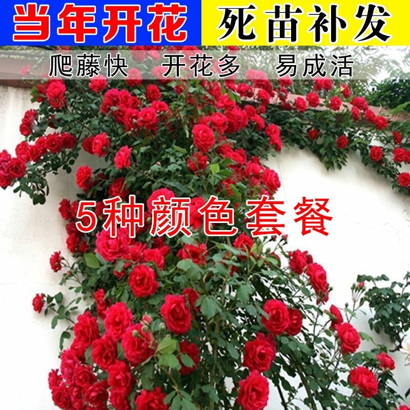 5颗蔷薇花苗爬藤植物攀援花卉当年开花蔷薇苗室内庭院盆栽地