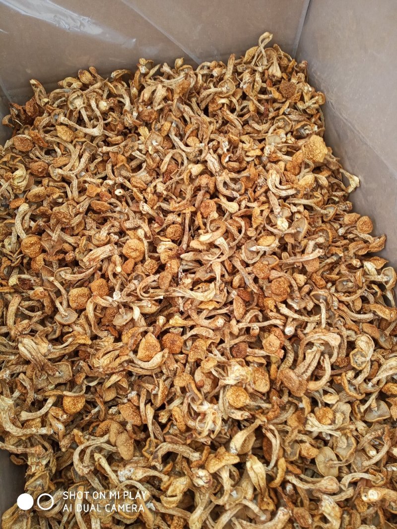 滑子菇口感鲜美，产区一手，价格实惠，诚实守信重质量