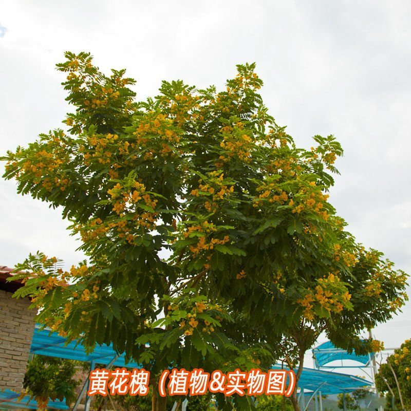 黄花槐树种子黄花槐花色金黄故有聚宝黄金树的美称在亚热带常