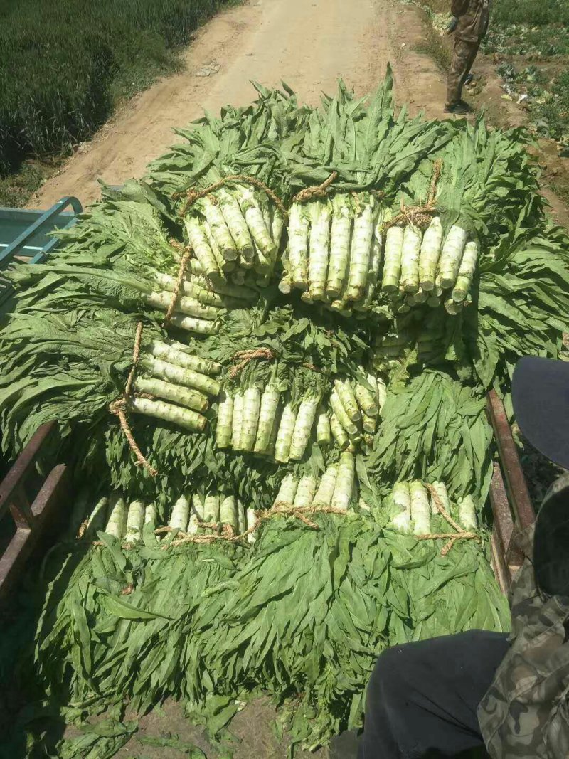 河北定州蔬菜基地莴笋大量上市