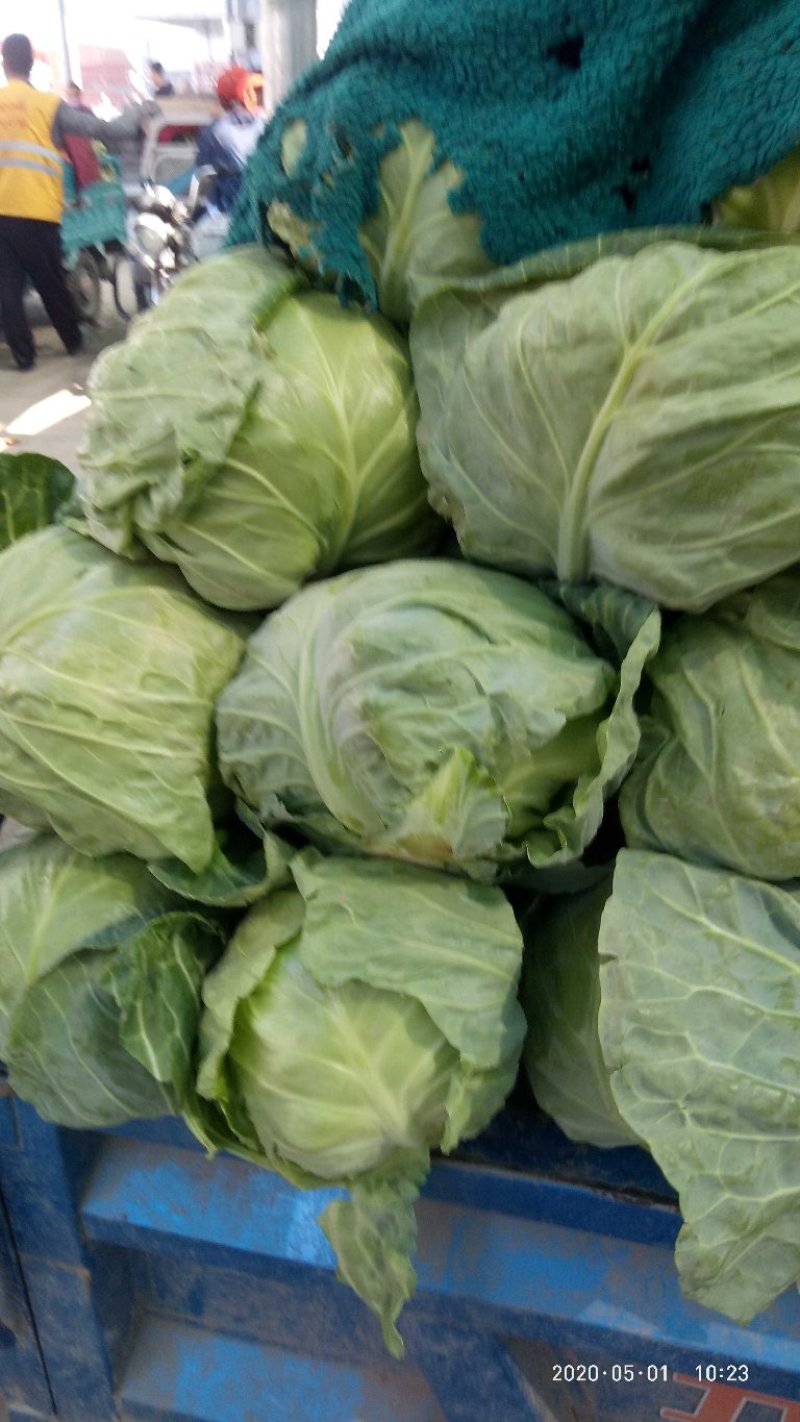 石家庄老王疏菜批发甘蓝1～2公斤，可视频看货。