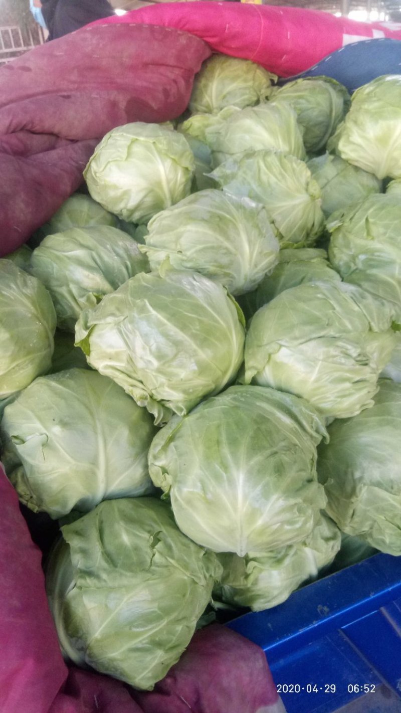 石家庄老王疏菜批发甘蓝1～2公斤，可视频看货。
