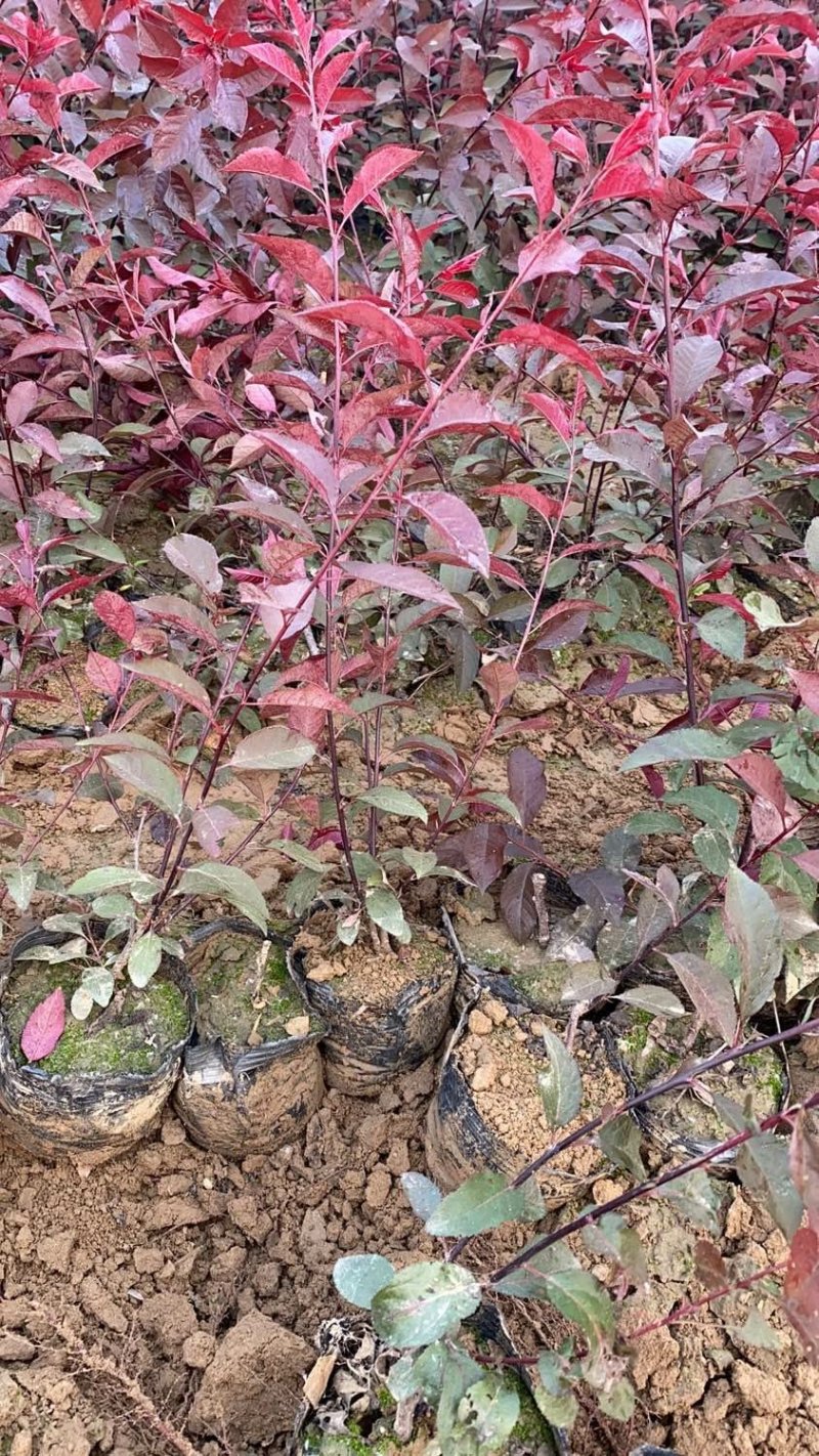 营养杯紫叶矮樱大量出售需要的联系绿曦苗圃