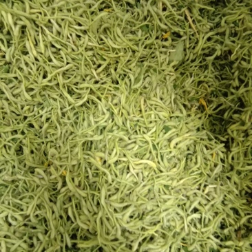 批发新货金银花，双花