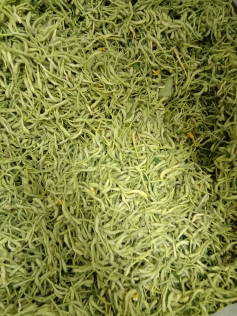 批发新货金银花，双花