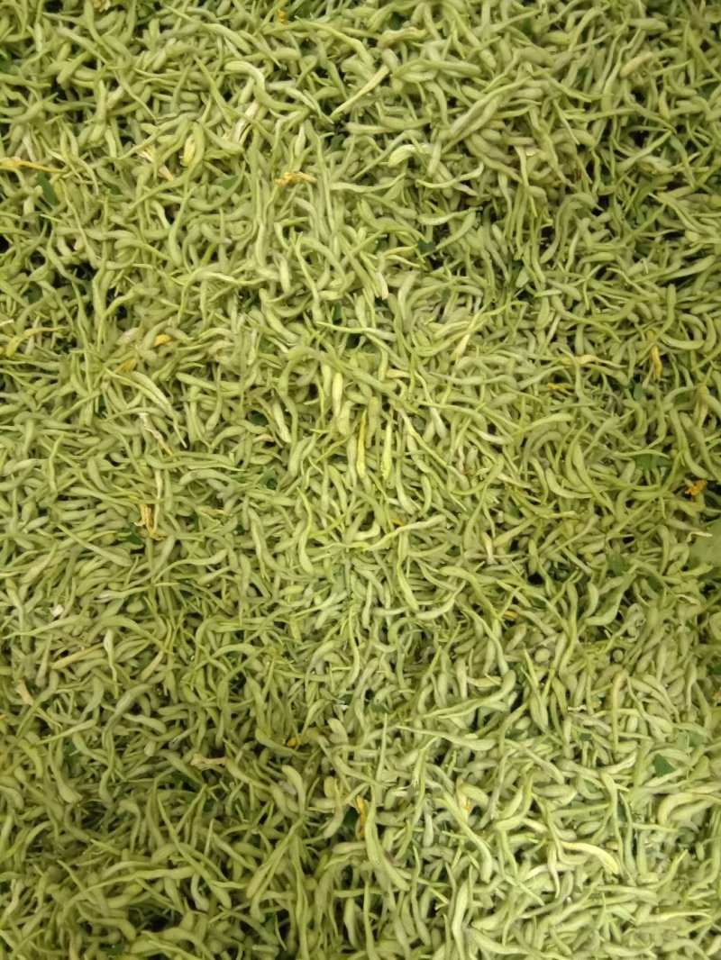 批发新货金银花，双花