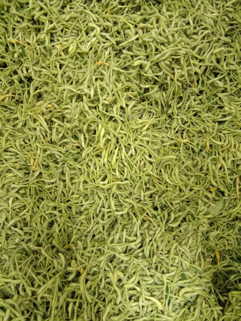 批发新货金银花，双花