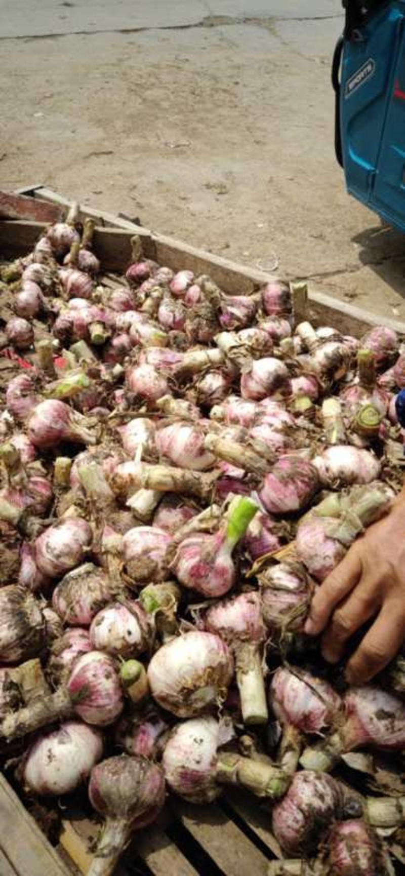 平邑的鲜土白皮蒜头大量上市，可嫣制糖，基地直供一手货源