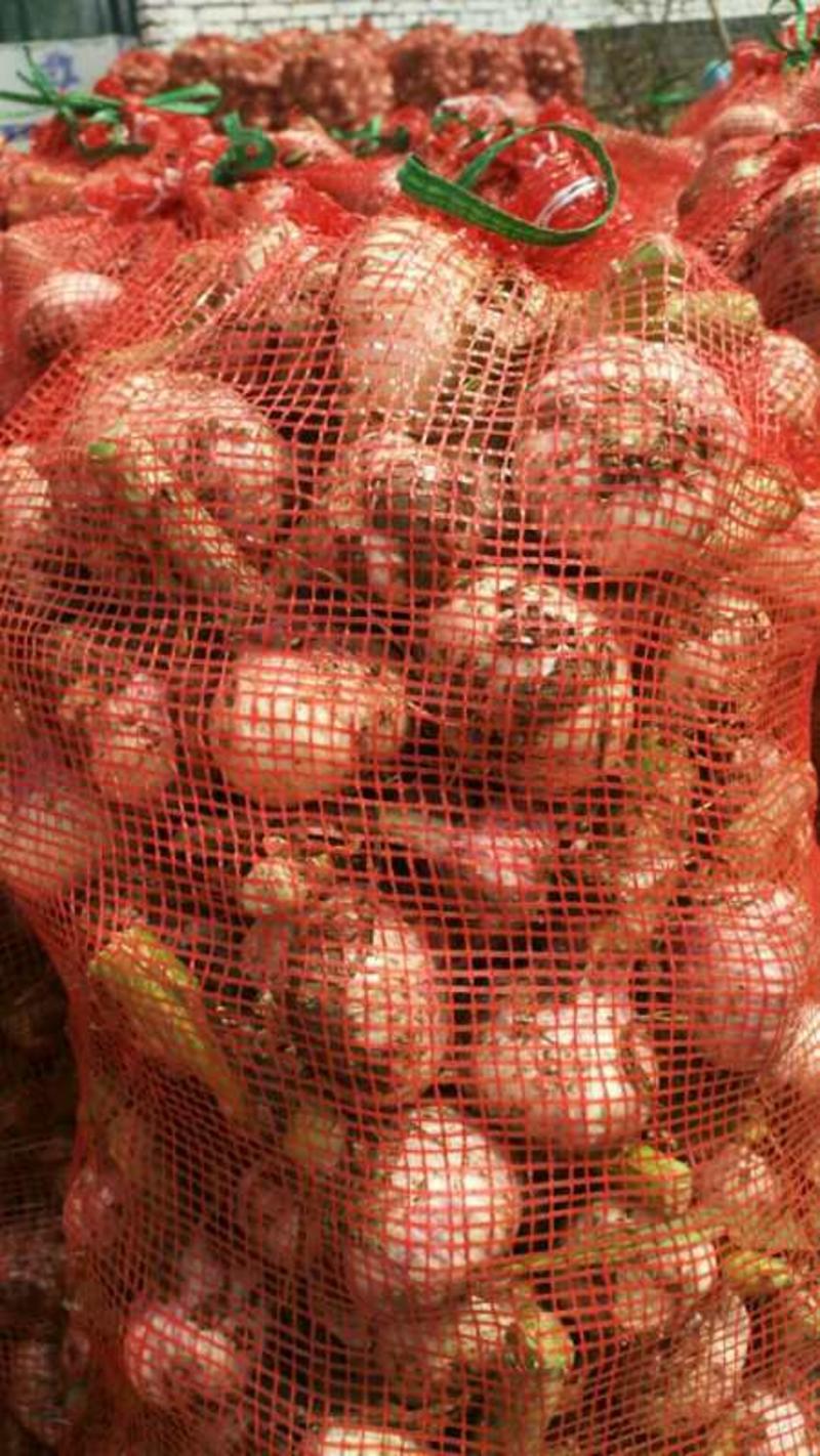 平邑的鲜土白皮蒜头大量上市，可嫣制糖，基地直供一手货源