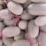 晓蜜，胶蜜25.玫珑，珑蜜，西州蜜哈密瓜，各品种香瓜甜瓜