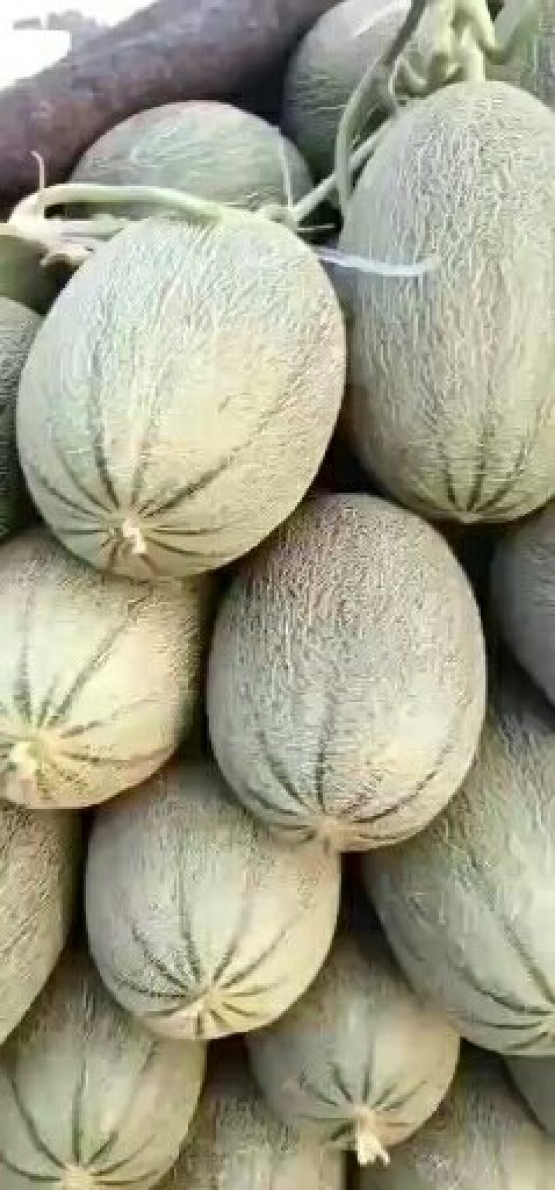 晓蜜，胶蜜25.玫珑，珑蜜，西州蜜哈密瓜，各品种香瓜甜瓜