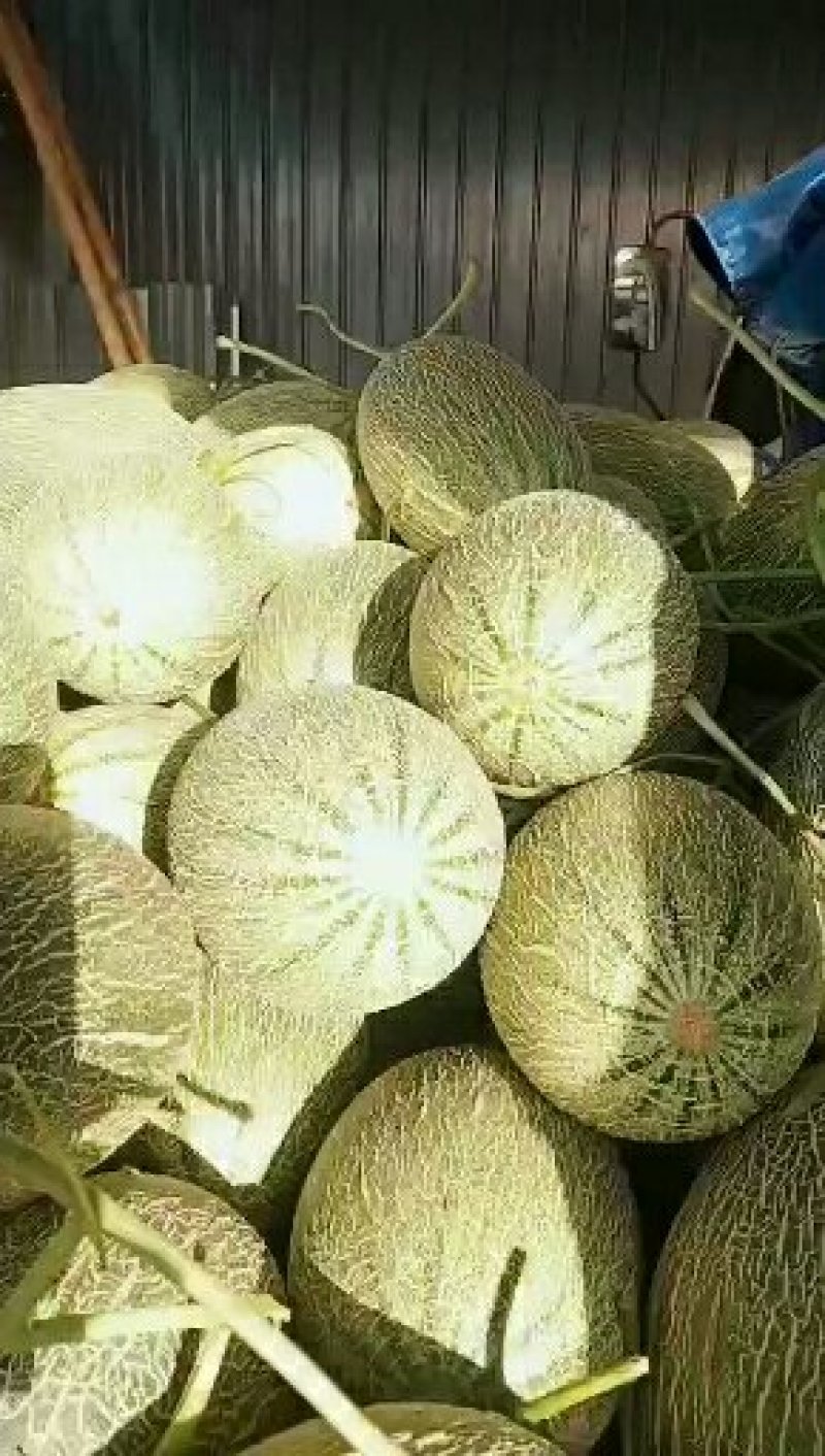 晓蜜，胶蜜25.玫珑，珑蜜，西州蜜哈密瓜，各品种香瓜甜瓜