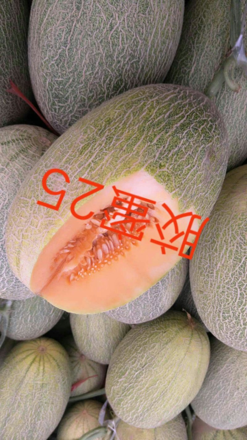 晓蜜，胶蜜25.玫珑，珑蜜，西州蜜哈密瓜，各品种香瓜甜瓜