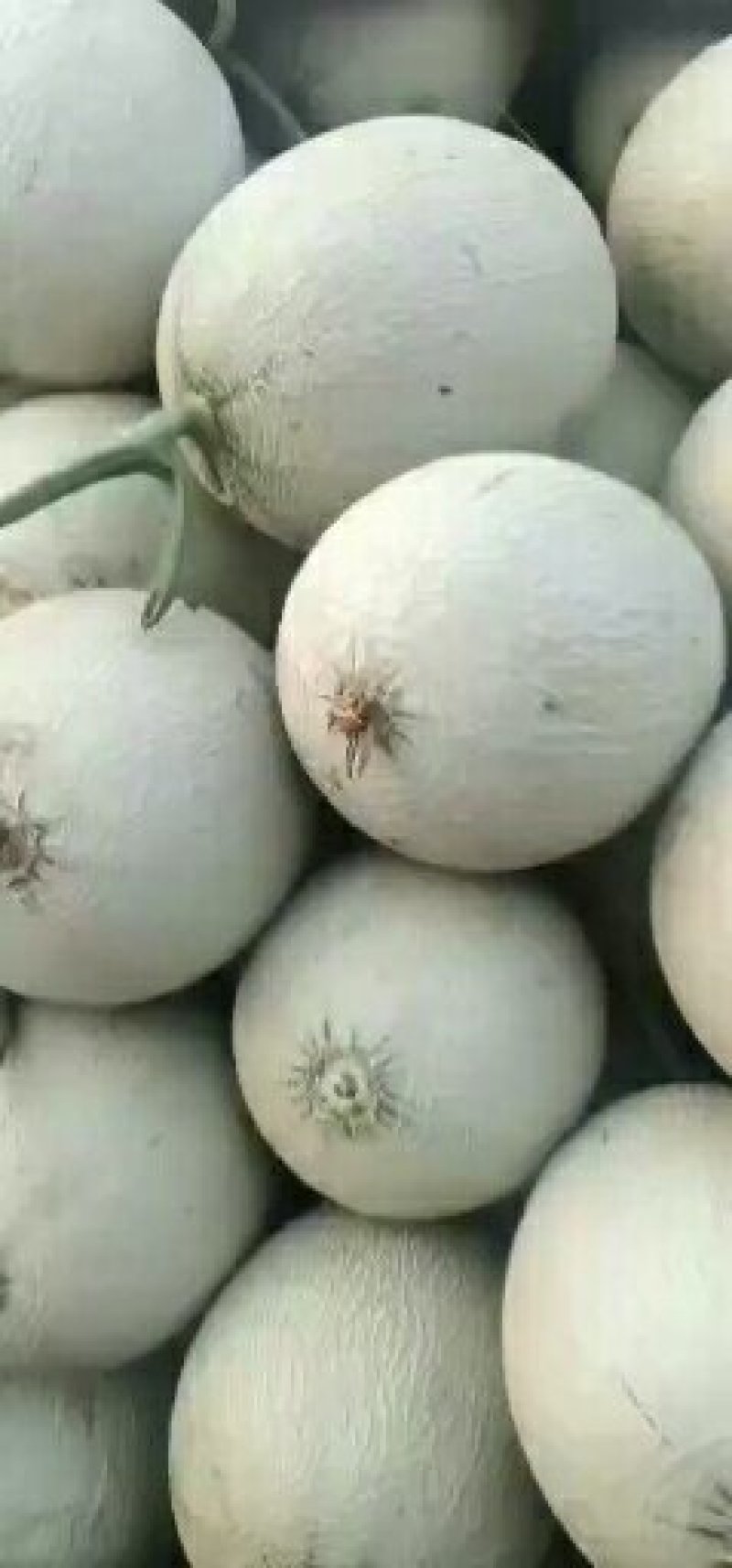 晓蜜，胶蜜25.玫珑，珑蜜，西州蜜哈密瓜，各品种香瓜甜瓜