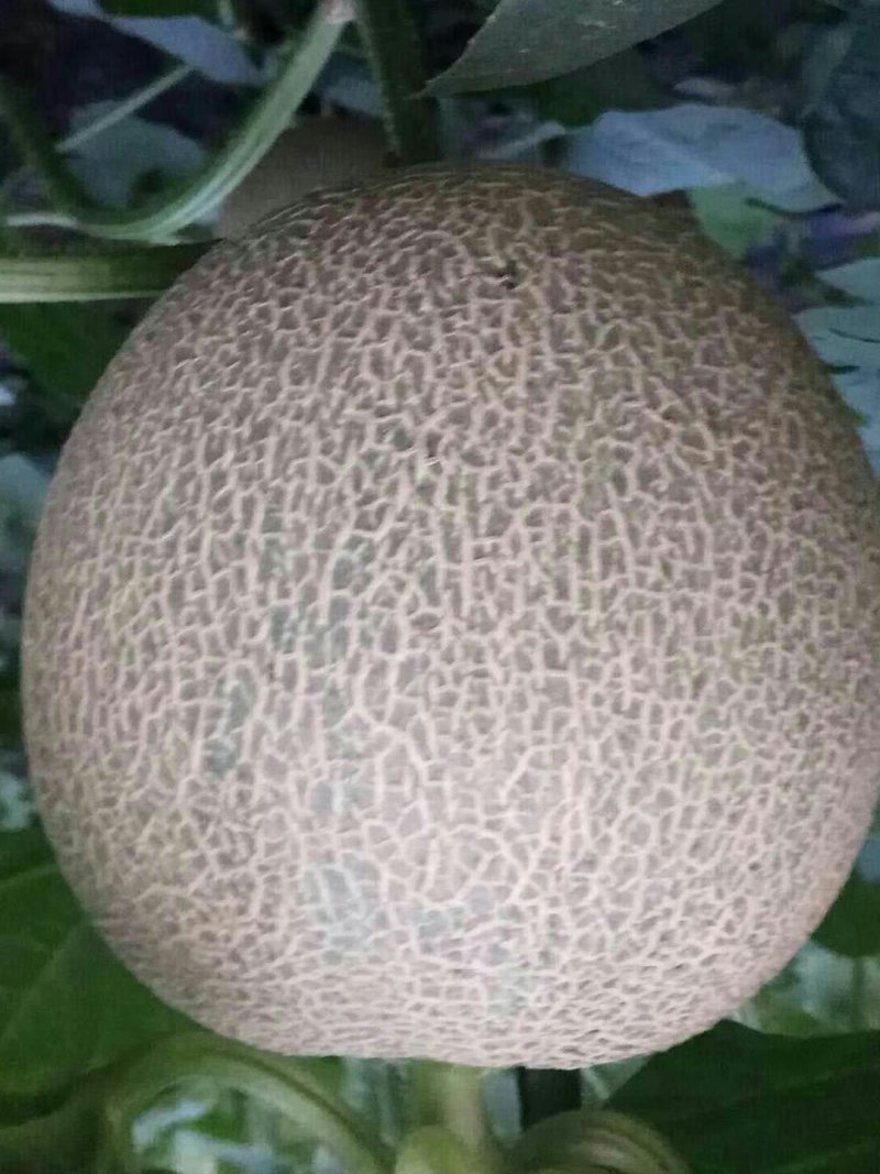 晓蜜，胶蜜25.玫珑，珑蜜，西州蜜哈密瓜，各品种香瓜甜瓜