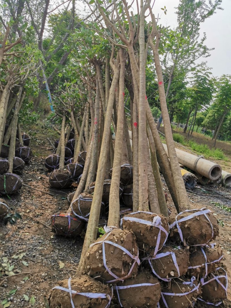 精品大叶女贞自家苗圃规格全价格优清田出货