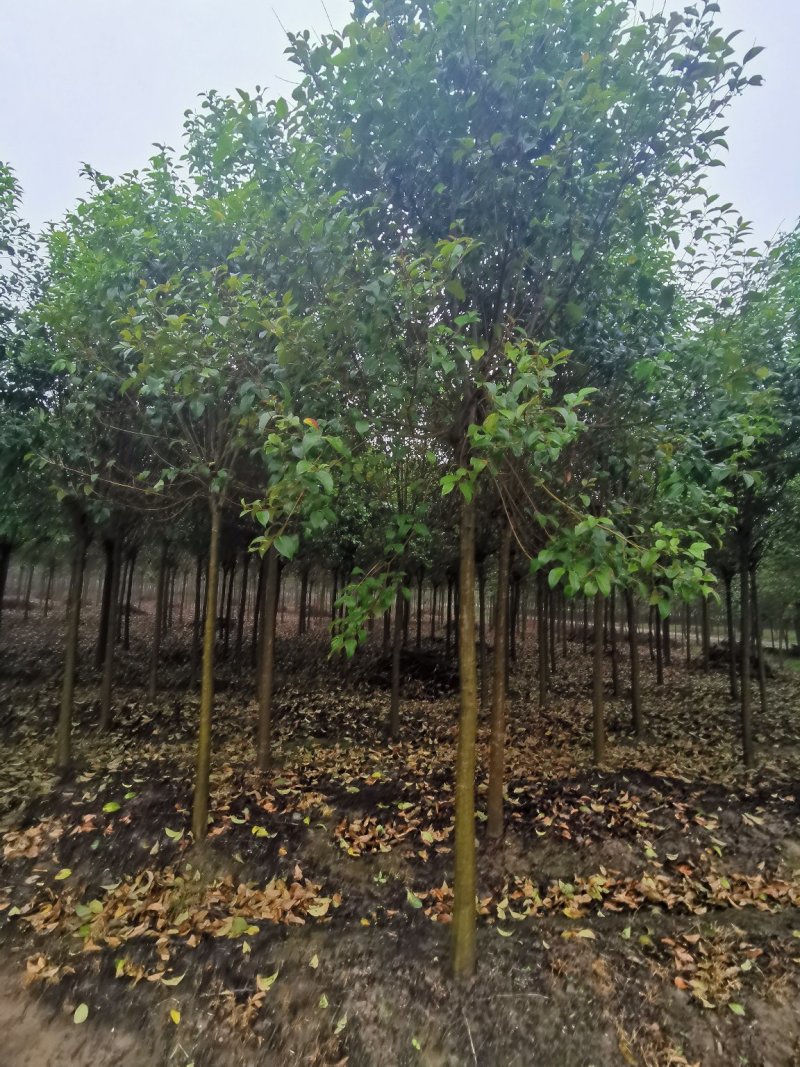 精品大叶女贞自家苗圃规格全价格优清田出货