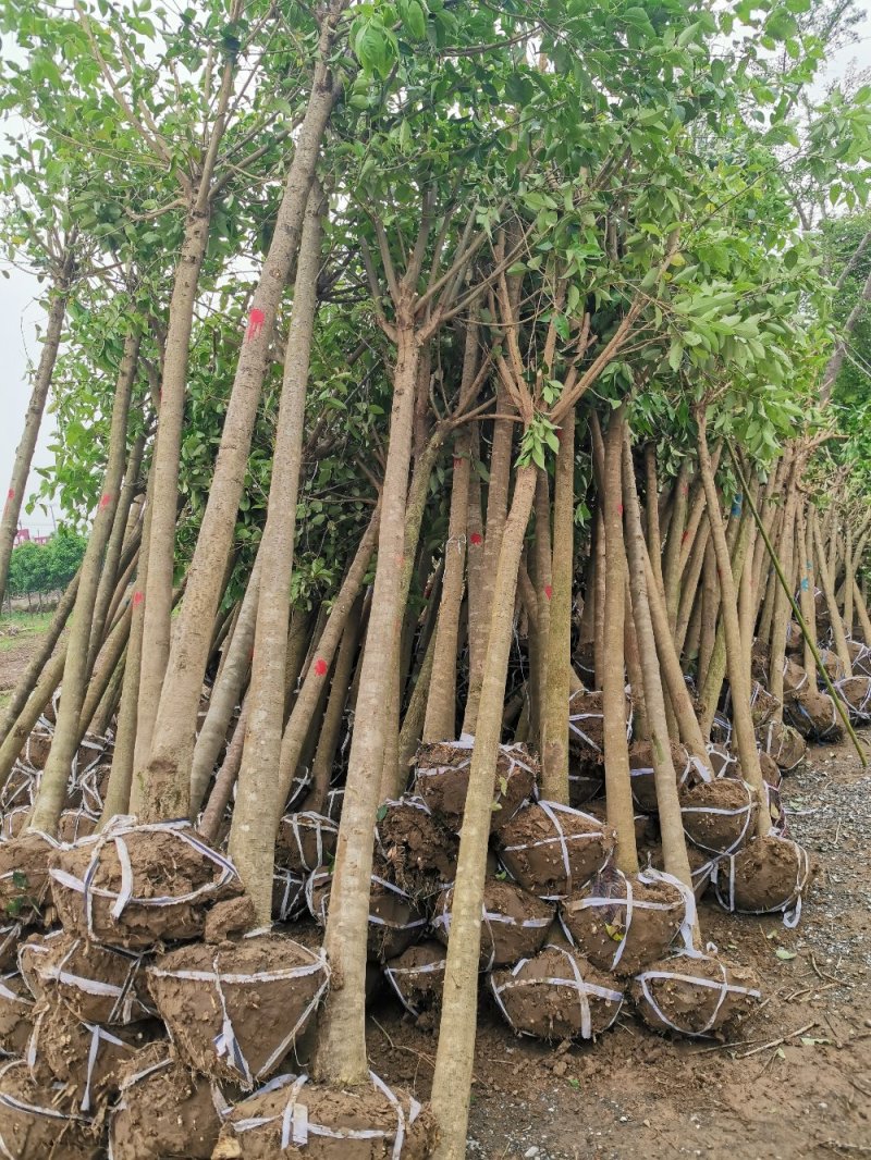 精品大叶女贞自家苗圃规格全价格优清田出货
