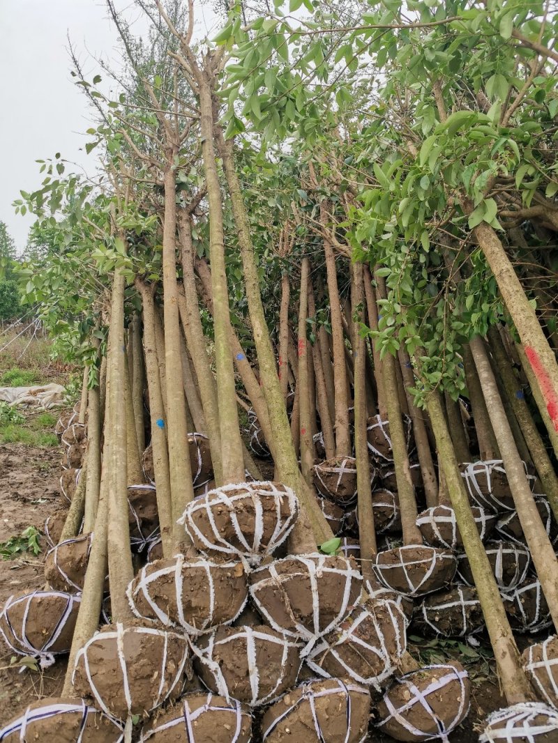 精品大叶女贞自家苗圃规格全价格优清田出货
