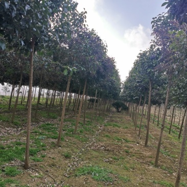 精品大叶女贞自家苗圃规格全价格优清田出货