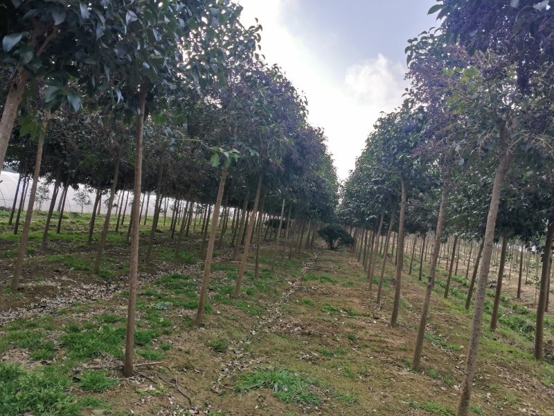 精品大叶女贞自家苗圃规格全价格优清田出货