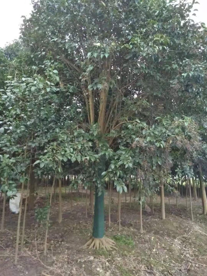 精品大叶女贞自家苗圃规格全价格优清田出货