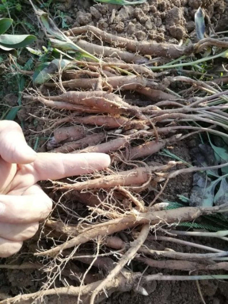 白芍种苗，基地供货管理简单效益可观。