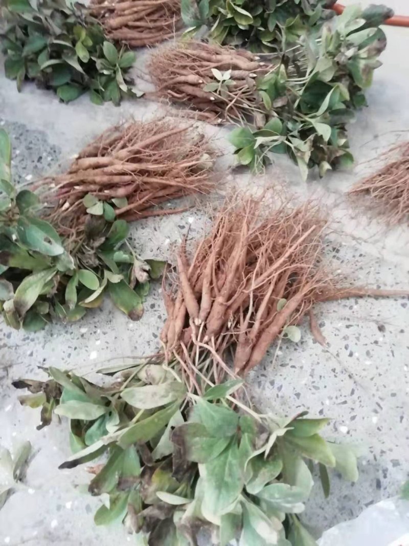 白芍种苗，基地供货管理简单效益可观。