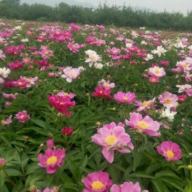 白芍种苗，基地供货管理简单效益可观。