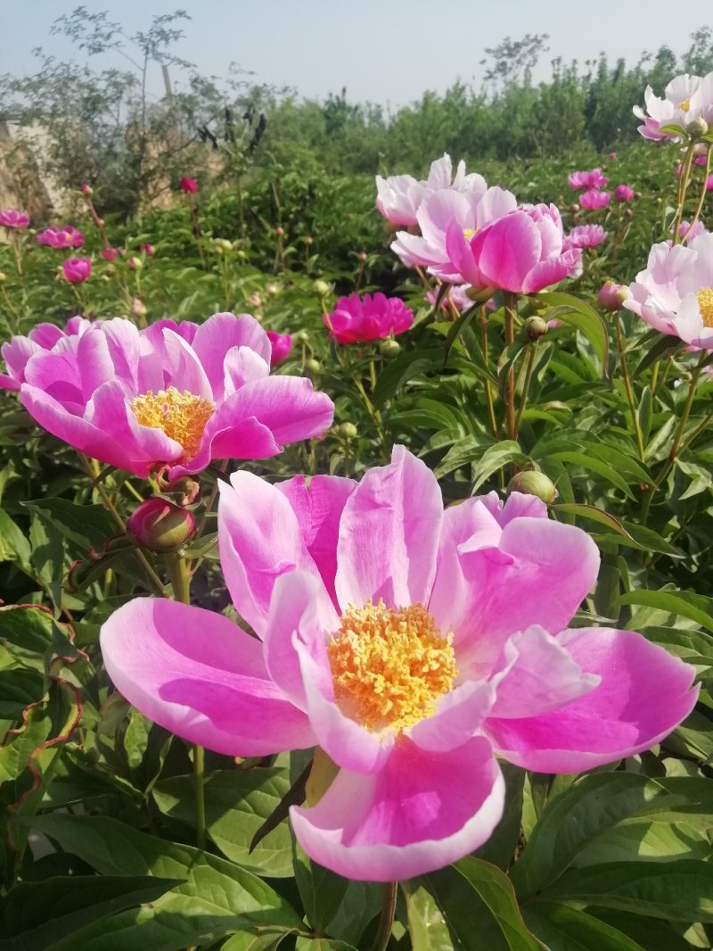 白芍种苗，基地供货管理简单效益可观。