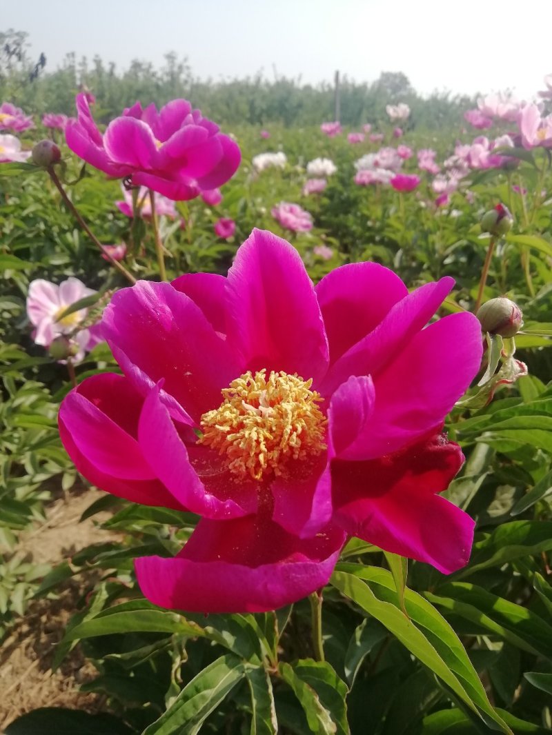 白芍种苗，基地供货管理简单效益可观。