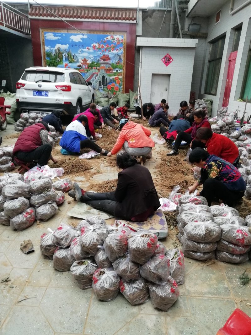 白芍种苗，基地供货管理简单效益可观。