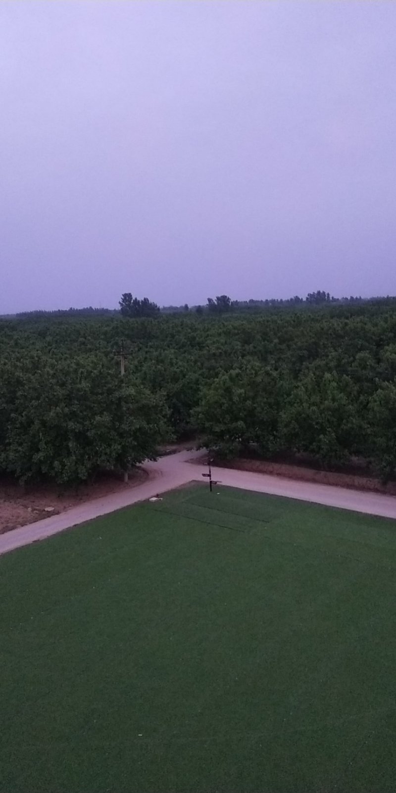 黑珍珠0.5元一斤量大优惠