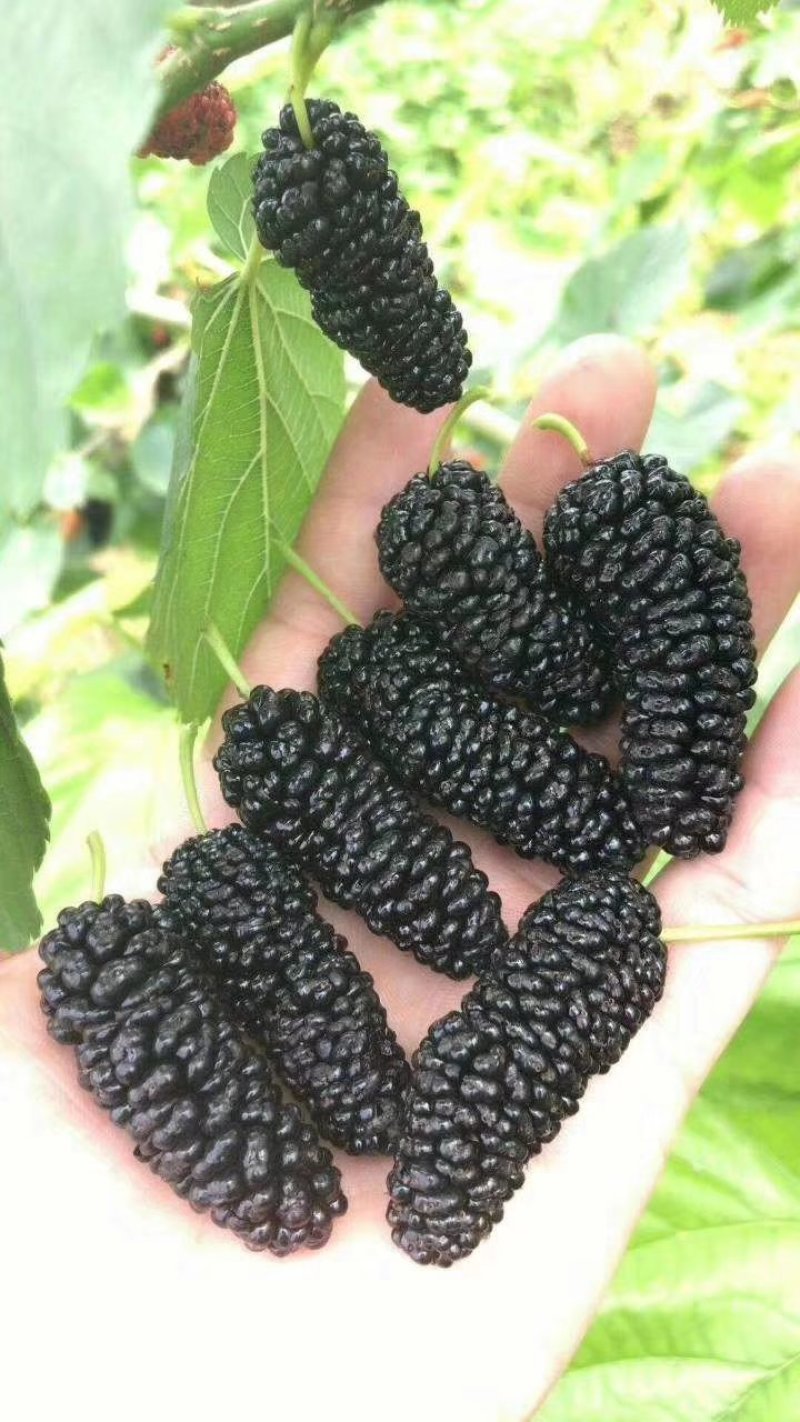 黑珍珠0.5元一斤量大优惠