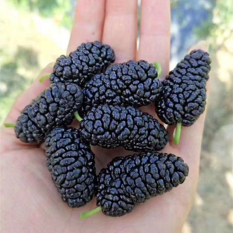 黑珍珠0.5元一斤量大优惠
